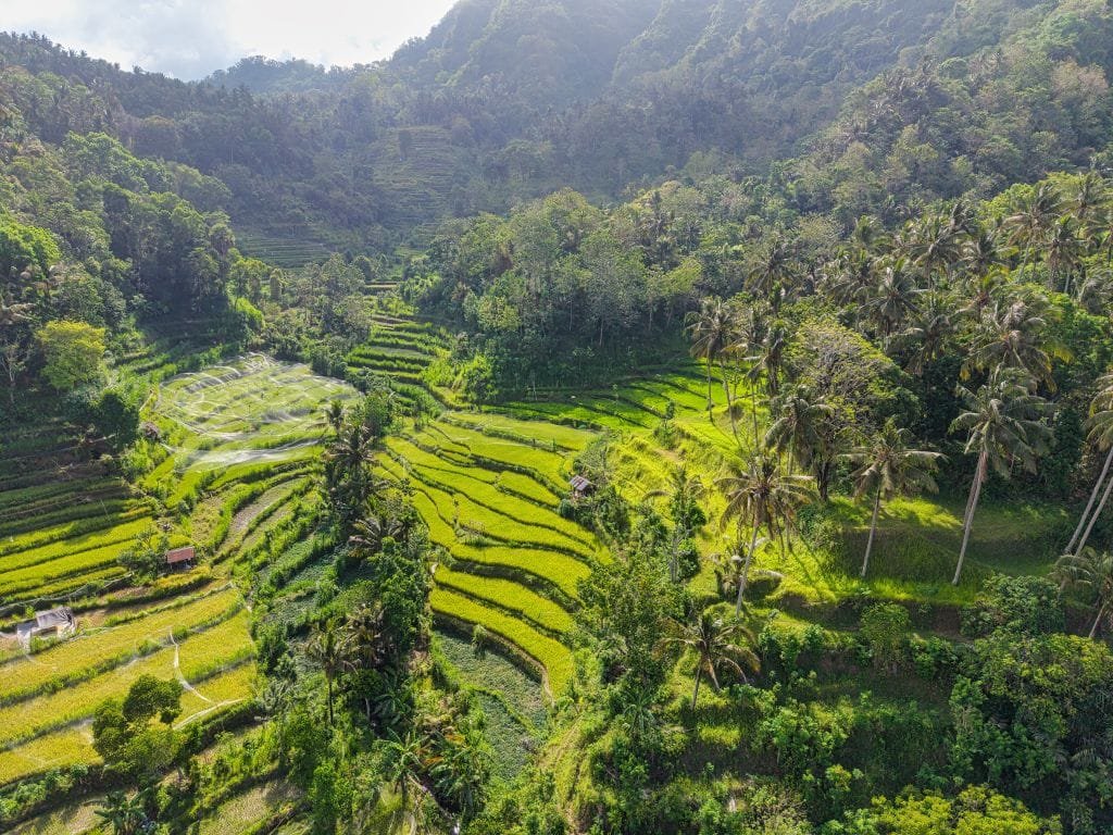 Aerial view of vibrant rice terraces surrounded by tropical forest in Bali, Indonesia.